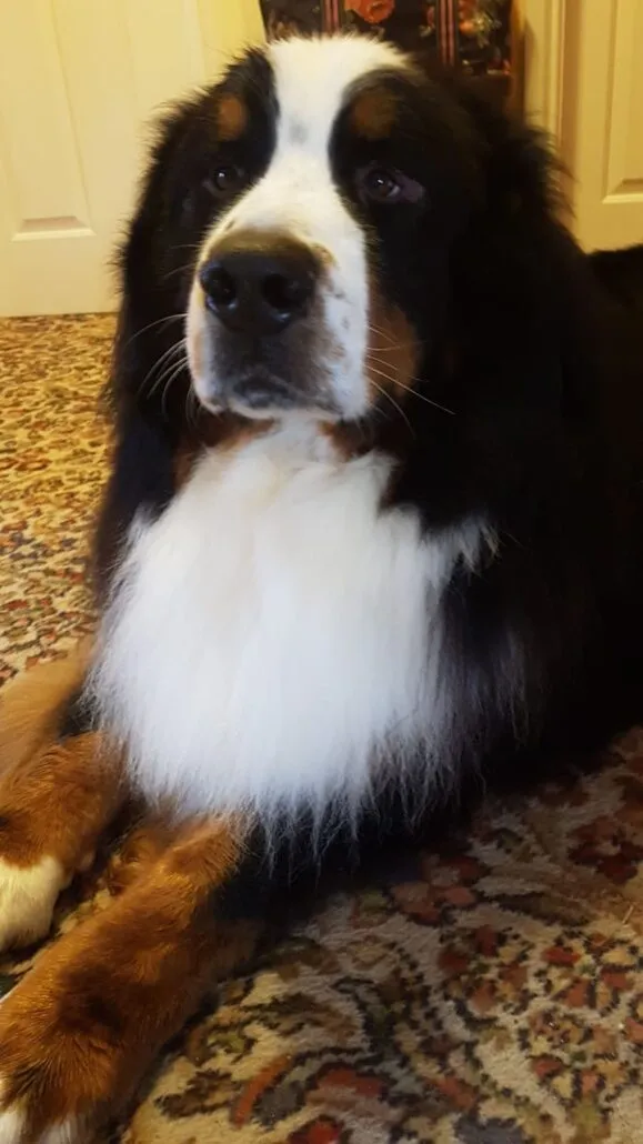 Odin looking cute.