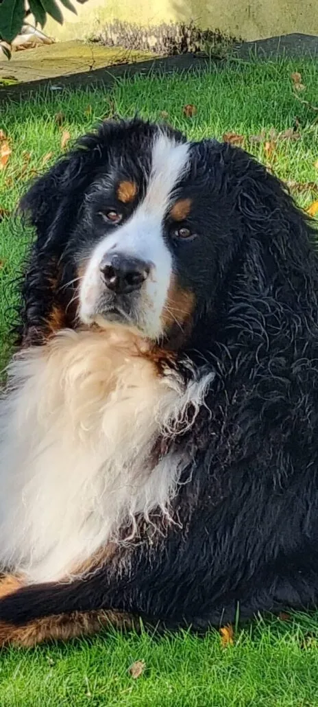 Odin in his favourite place, the garden.