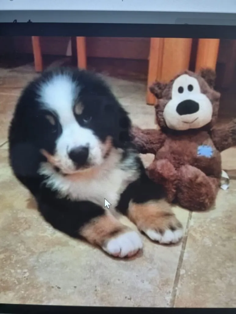 Baby Odin.