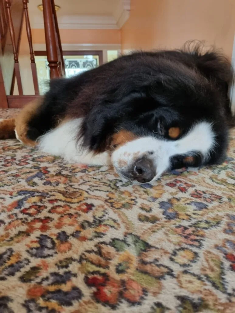 More snoozing!