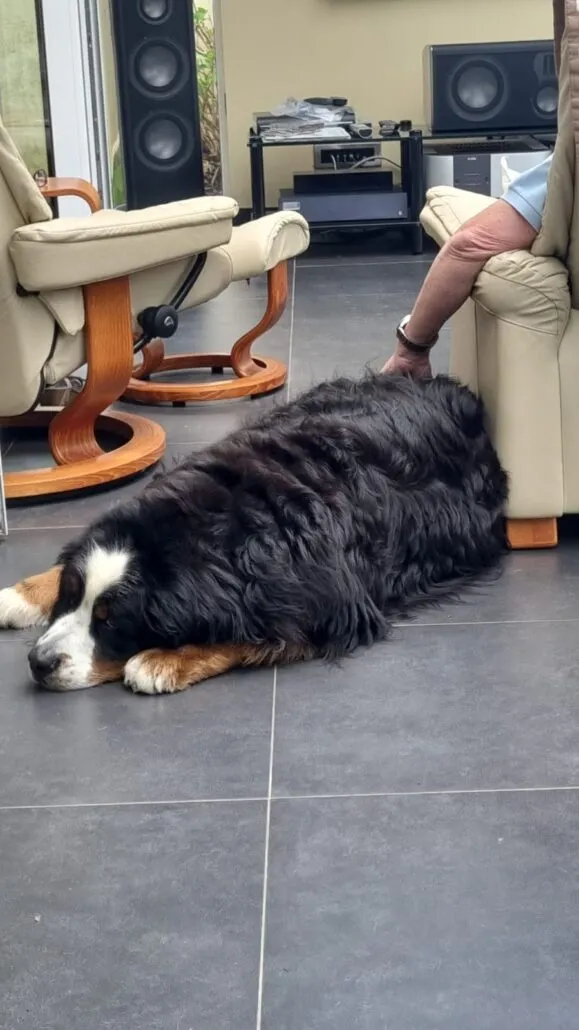 Odin chilling at home.